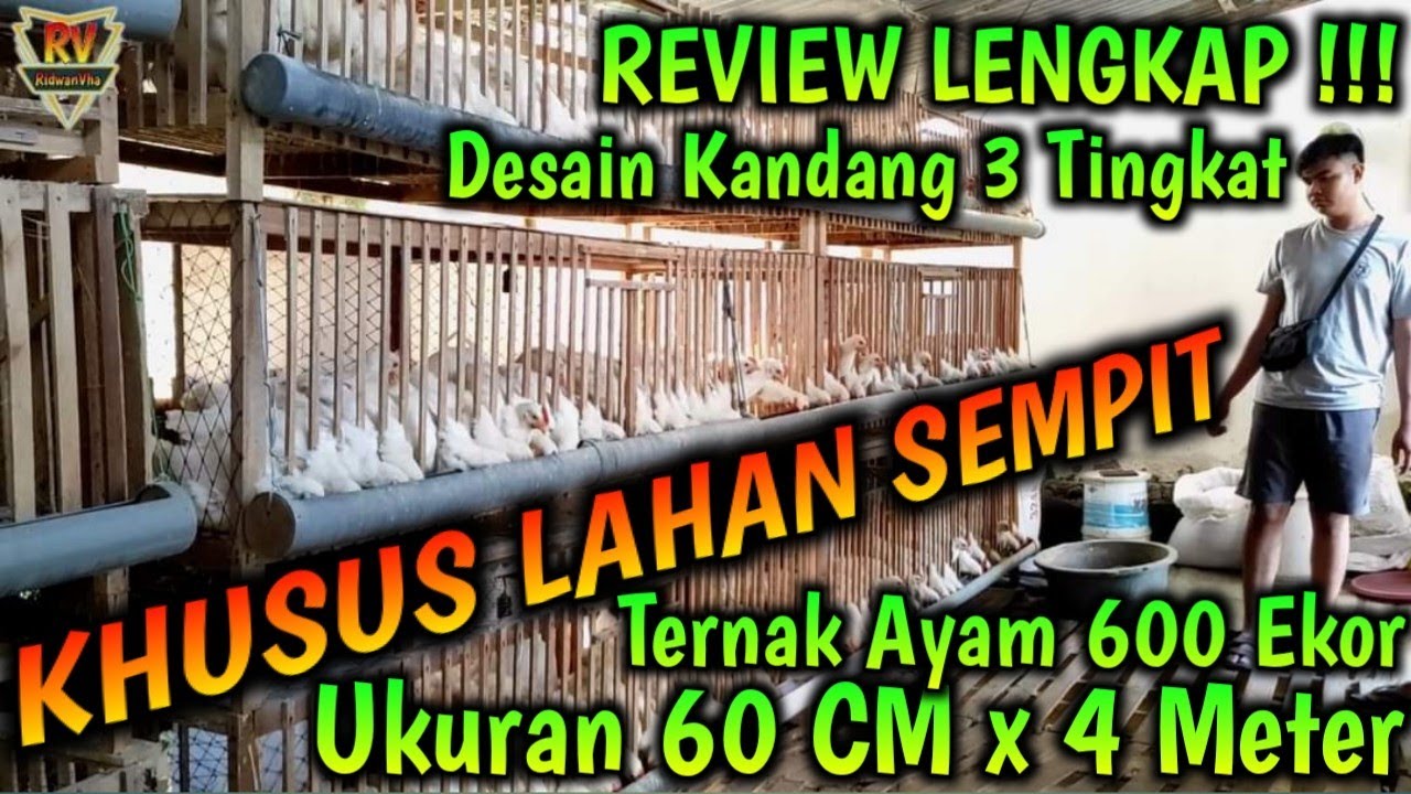 REVIEW LENGKAP Desain Kandang 3 Tingkat KHUSUS LAHAN SEMPIT Ukuran 60CM x 4M Ternak Ayam 600 Ekor