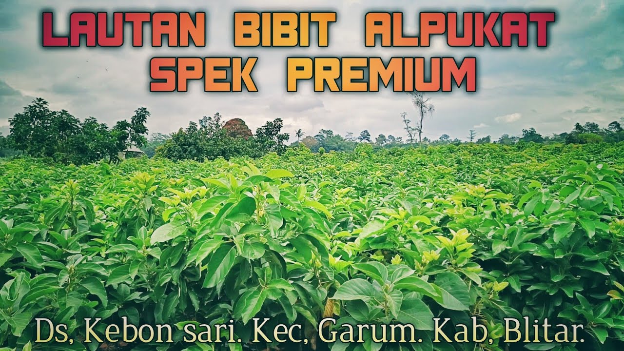 RIBUAN BIBIT ALPUKAT PREMIUM
