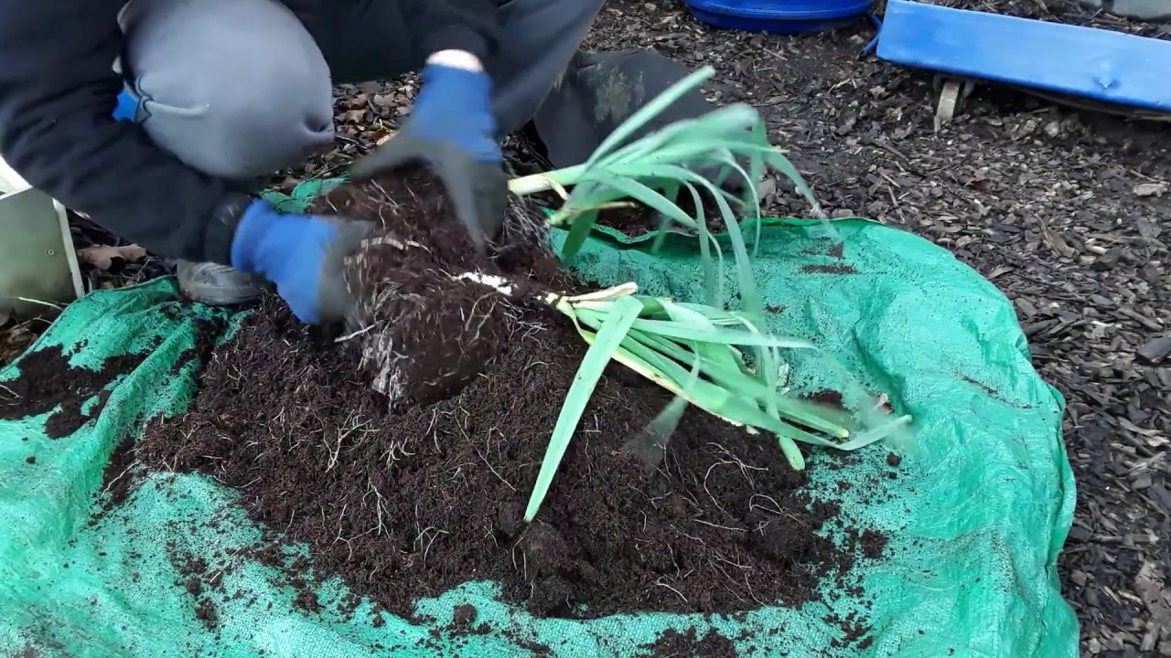 How Did The Leeks Do After They Were Devastated By The Allium Leaf Miner The Reveal  23/12/18  (477)