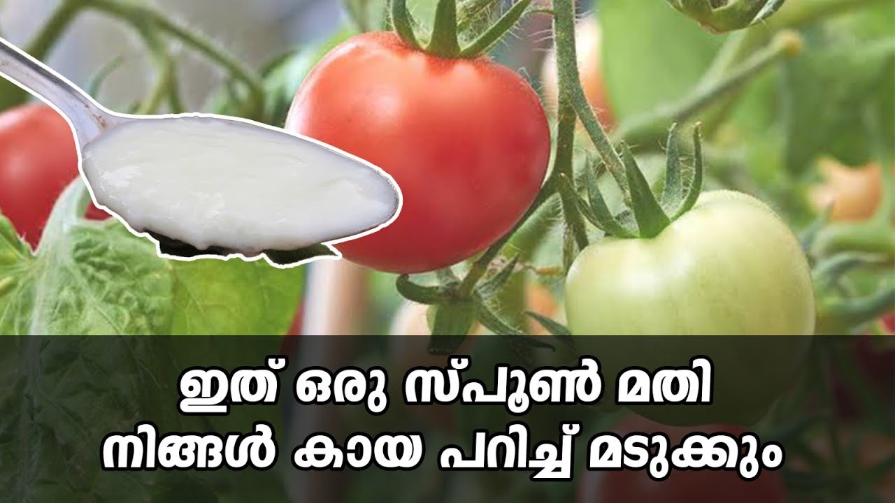 തൈര് കൊണ്ടൊരു കിടിലൻ വള പ്രയോഗം|curd fertilizer for plants| curd fertilizer malayalam| #curd