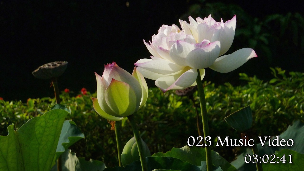023 能舒緩緊張、平靜心情的音樂 (023 Music that can relieve tension and calm the mind)