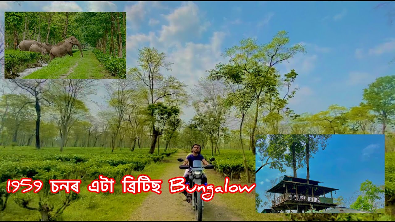 Tea estate life in a day |  Udalguri |
