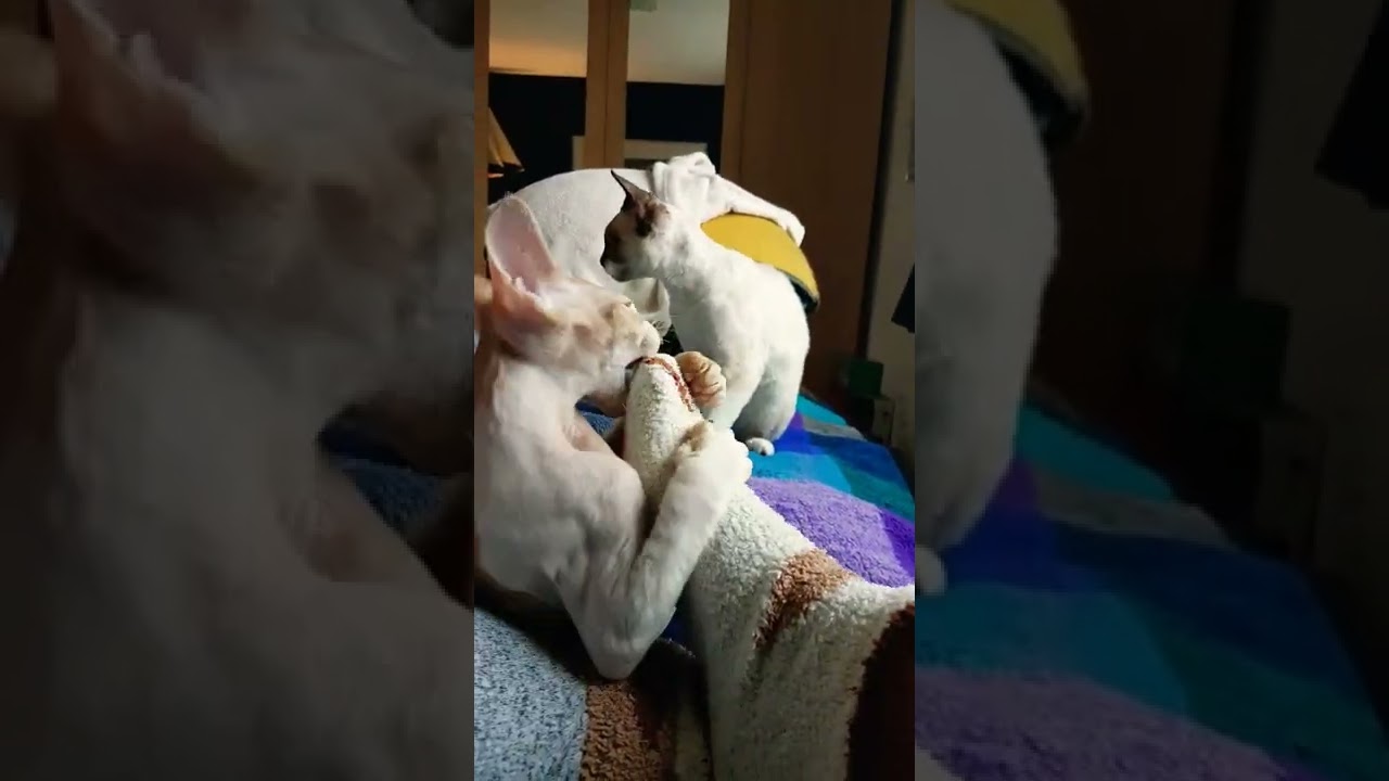 Elton the foot munching Devon Rex