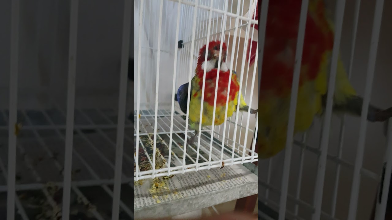 Rosela falando Bom dia !!! @birdtvoficial @MarceloArrudaAves