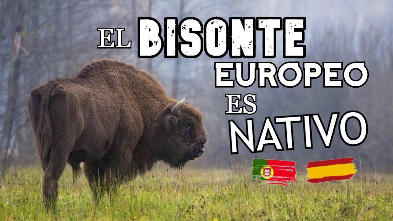 El BISONTE EUROPEO S&Iacute; HABIT&Oacute; la PEN&Iacute;NSULA IB&Eacute;RICA | Hallazgo paleontol&oacute;gico
