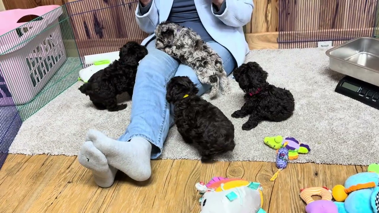 Щенки шнауделя от Кэлли - 23 декабря 2025 г.