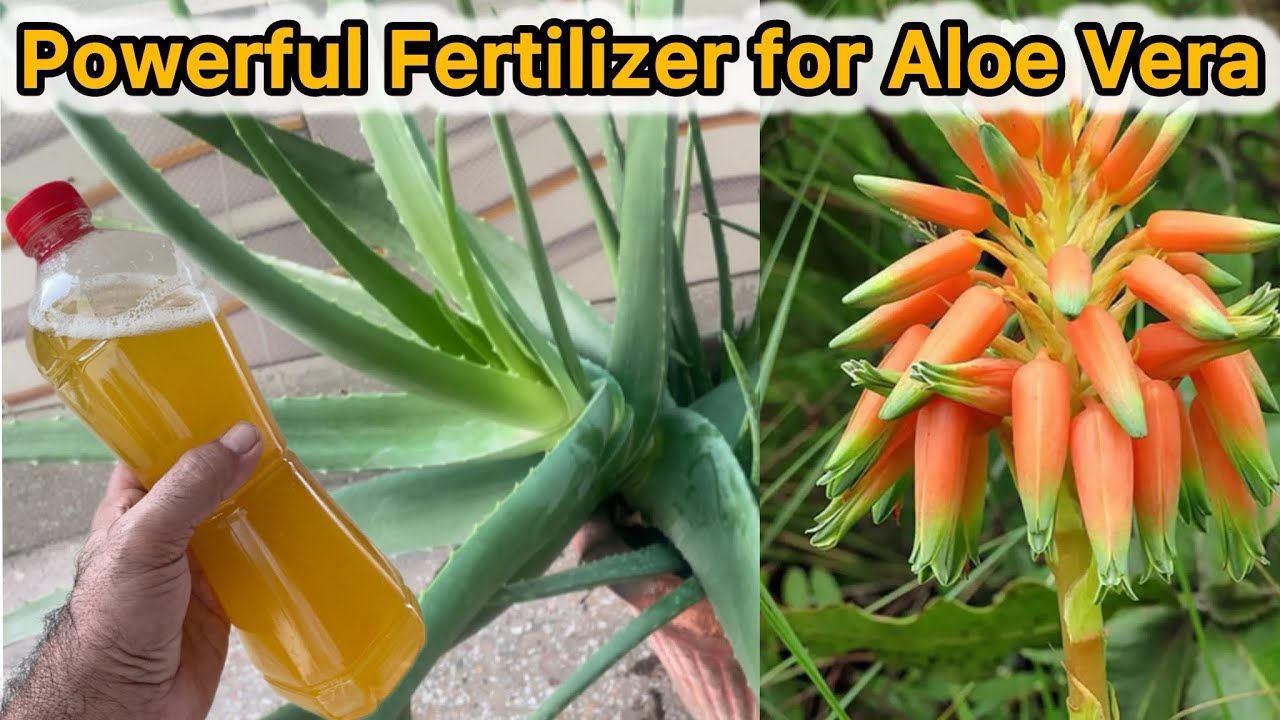 How to make Powerful Fertilizer for Aloe Vera | Aloe Vera Benefits 