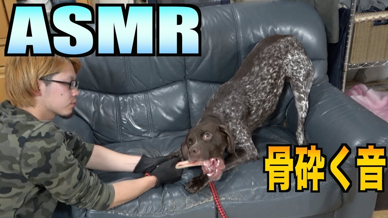 【ASMR】バリバリ骨を砕く音がたまらない