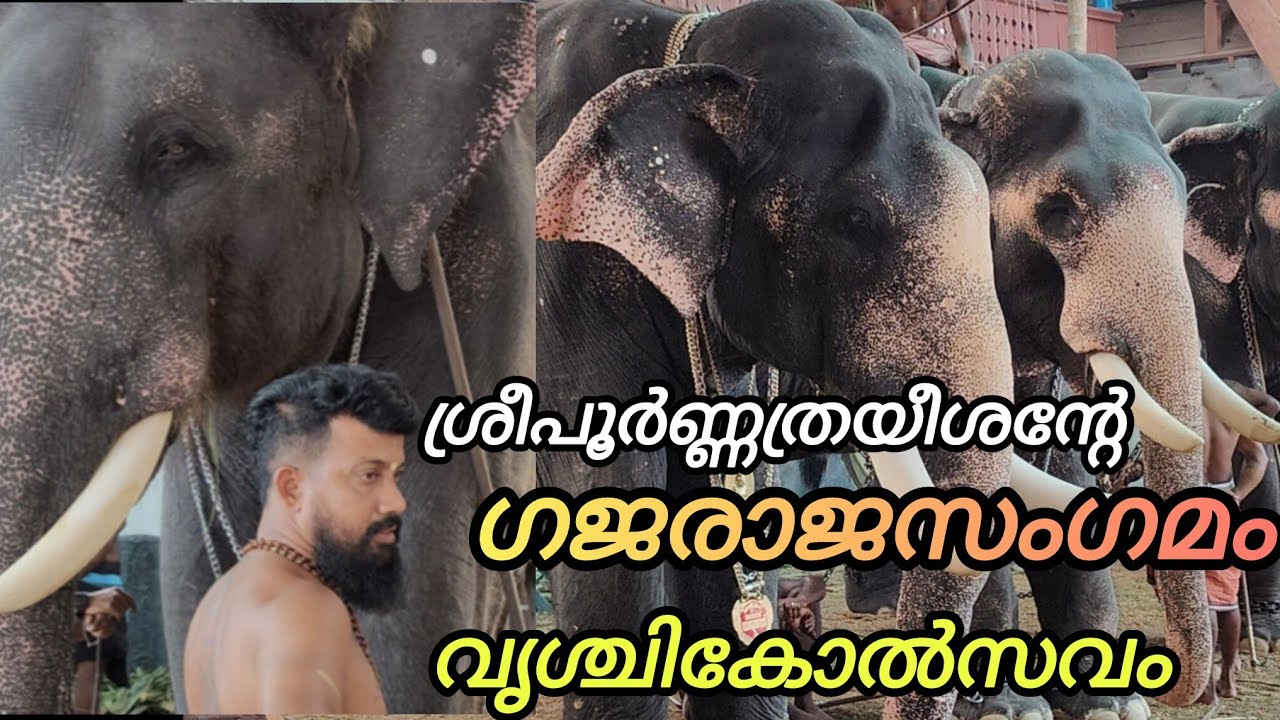 ശ്രീ പൂർണത്രയീശ സന്നിധിയിൽ വന്നെത്തിയ ഗജകേസരികൾ.✨✨✨ #traditionalvibes 