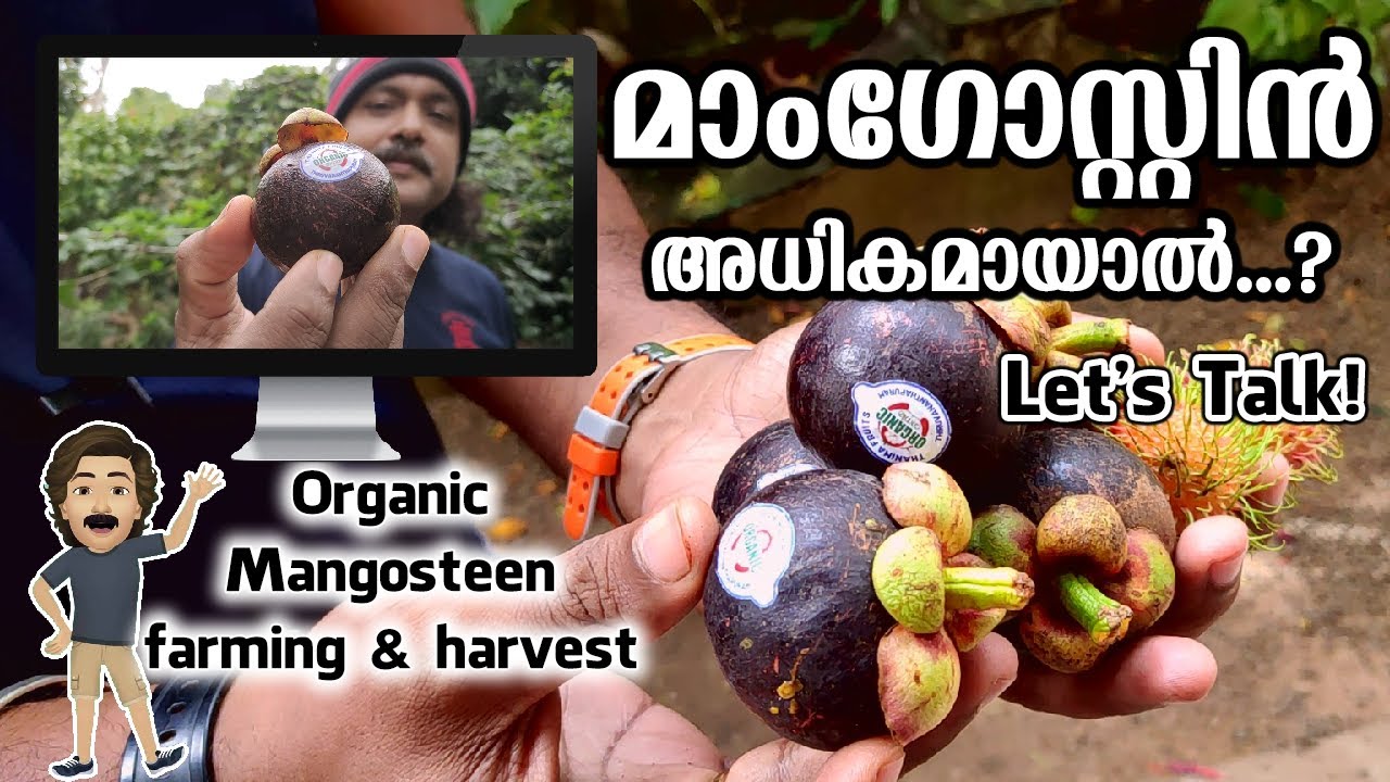 How to EAT Mangosteen | Organic Mangosteen Farming & Harvest | Health Benefits & more