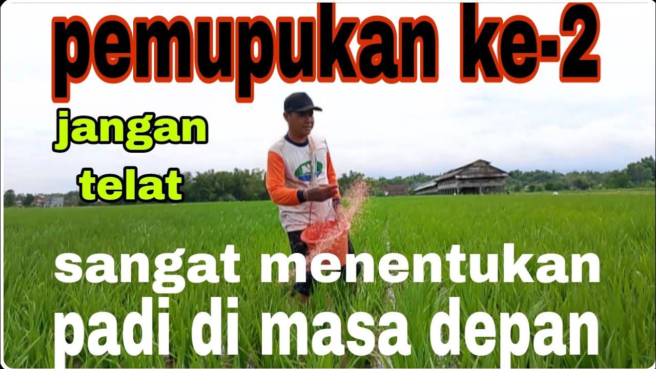 Waktu pemupukan padi ke-2 yang sangat menentukan @Petani muda 2putra