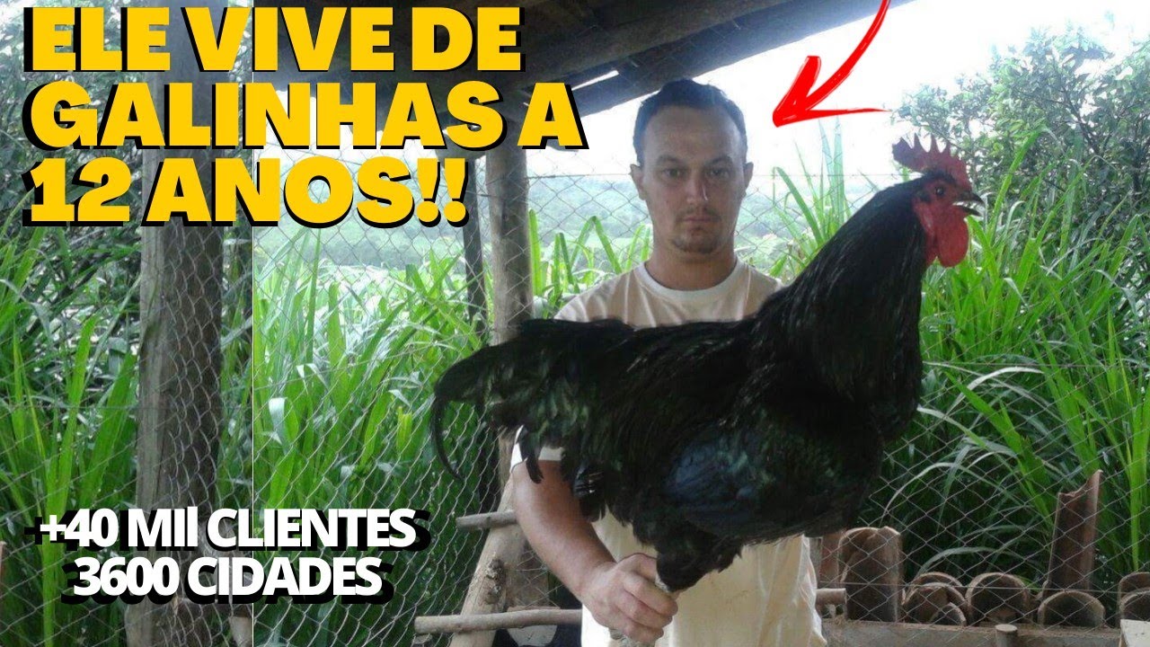 🐓Ele vive de galinhas ornamentais a 12 anos/criatório Alexandre Fonseca!