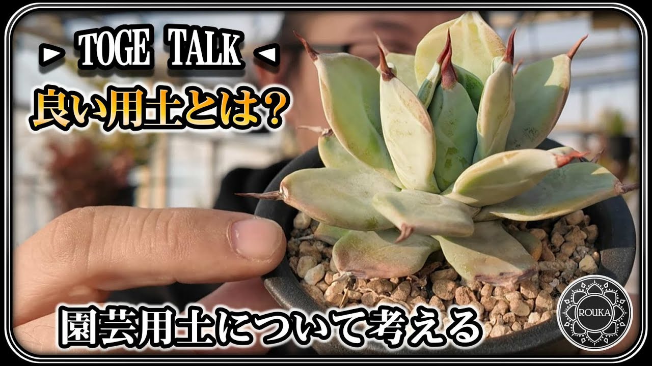 【TOGE TALK】 アガベや多肉植物用土の考え方雑談【多肉植物】【園芸】【ポッドキャスト】