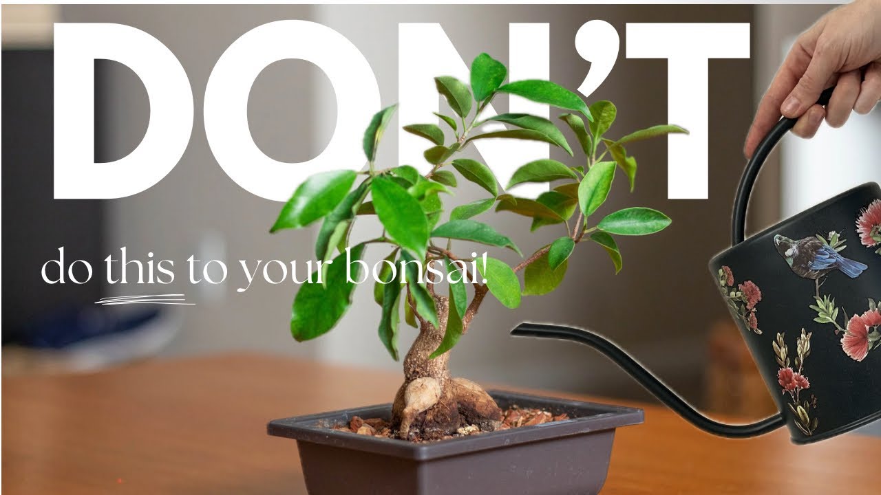 Beginner Bonsai Mistakes AND How to Fix Them! (Ginseng Ficus / Ficus Microcarpa)