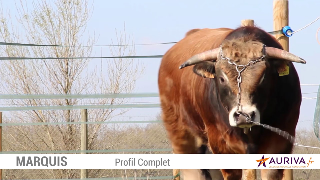 MARQUIS [AUBRAC]