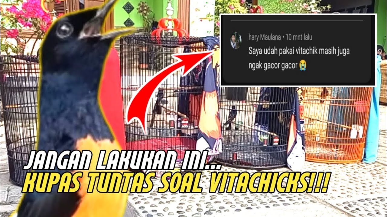 HINDARI HAL SATU INI!!! Begini penjelasan soal vitachicks & manfaat nya... @Ichon-GACOR