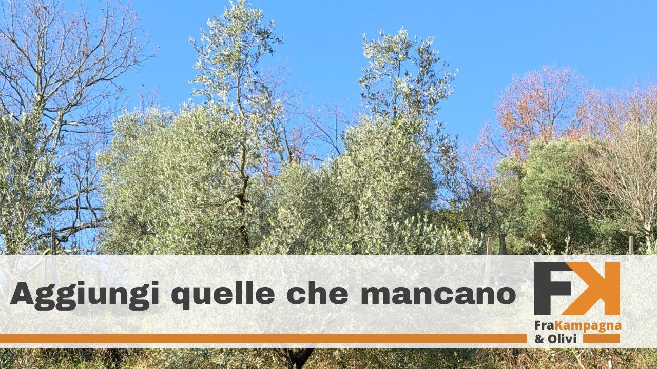 Le caratteristiche dell’olivo