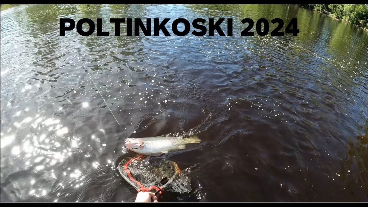 Kirjolohen mikrojigi kalastusta Poltinkoskella 2024 | KALASSA#12
