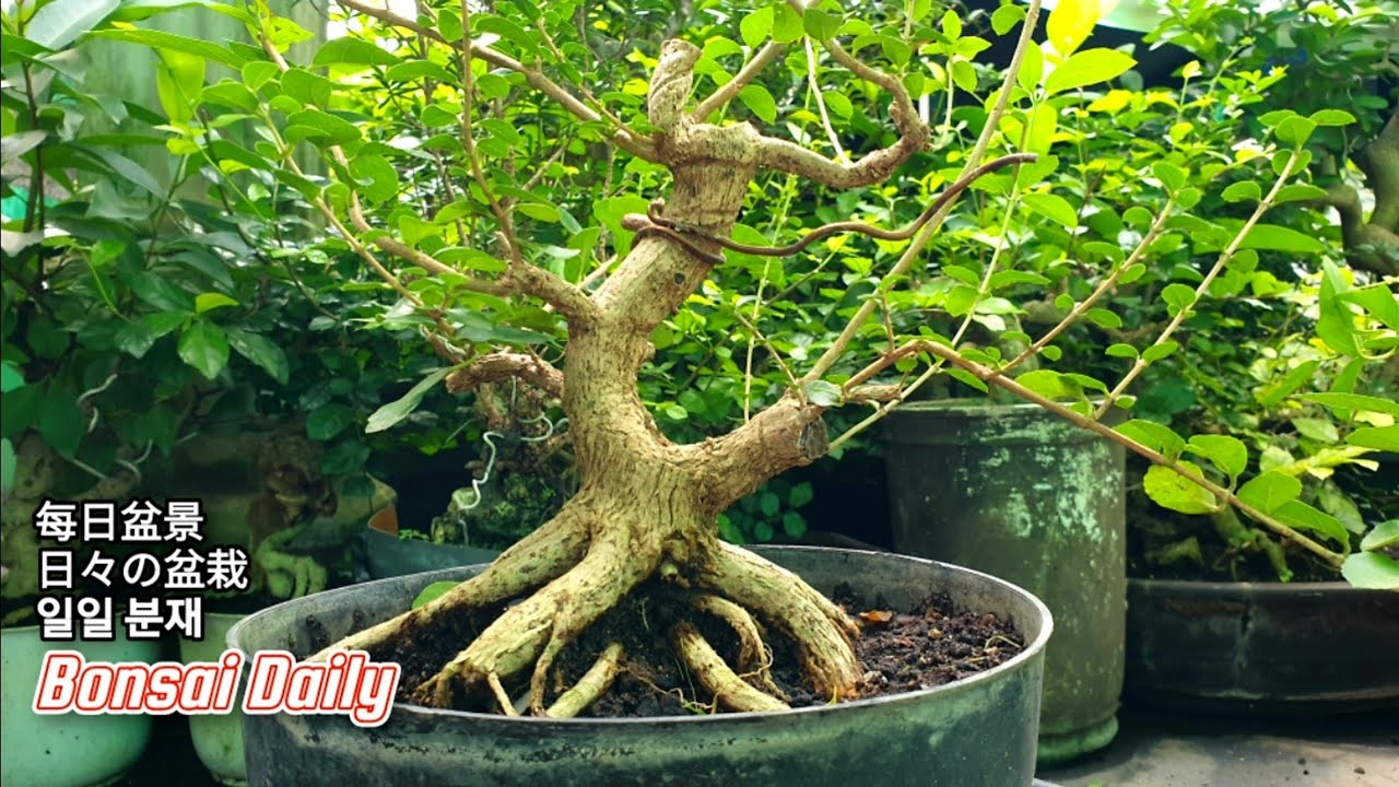 Bonsai Daily #bonsai #bonsaitree #plants