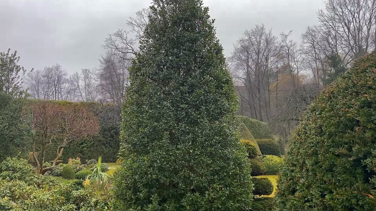 Stare ostrokrzewy pozyskane z nasion. Czy warto?