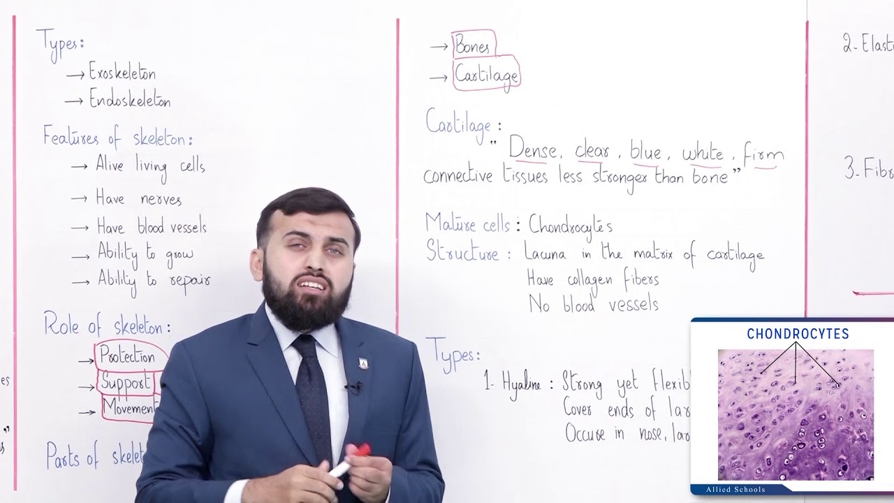 Class 10 - Biology Chapter 13 - Lecture 1 Topic Introduction of Human Skeleton - Allied Schools