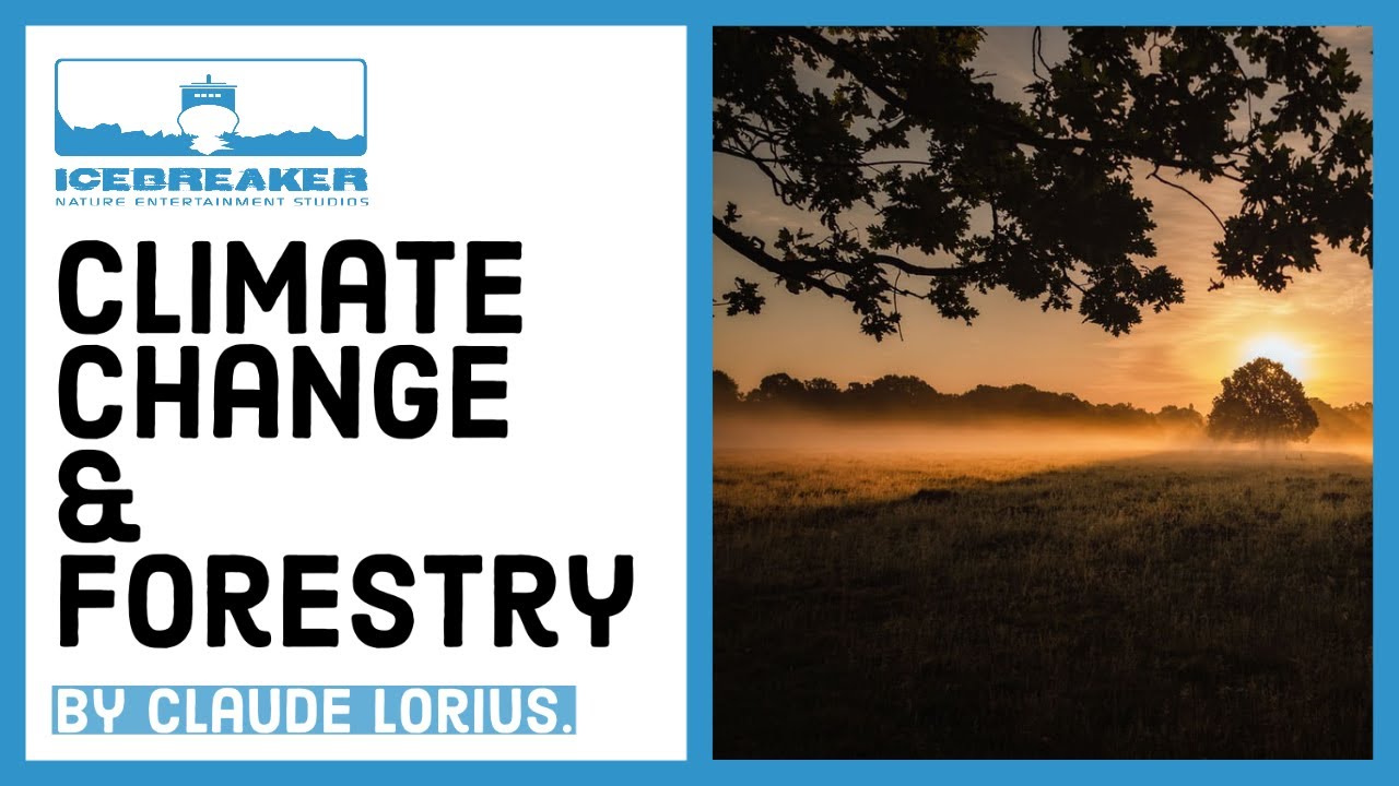 #12: How does global warming affect forests?