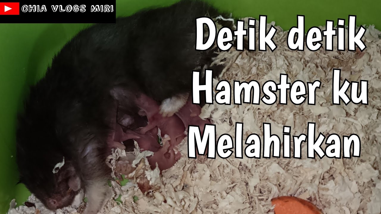 DETIK DETIK HAMSTER MELAHIRKAN || SI TUMAM KU