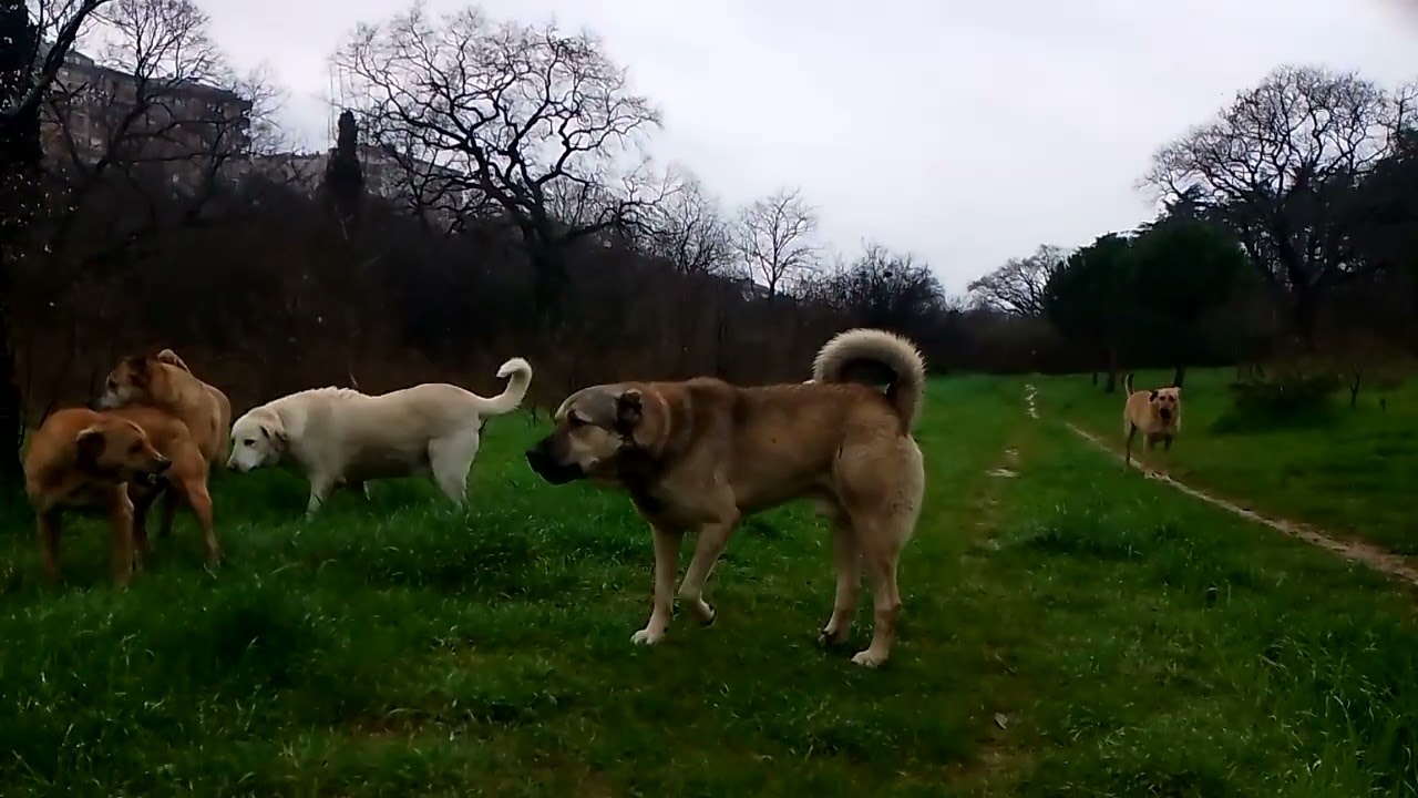 iyi akşamlar arkadaşlar ,uzun zamandır yoktum iyi seyirler.🥰😂🐕
