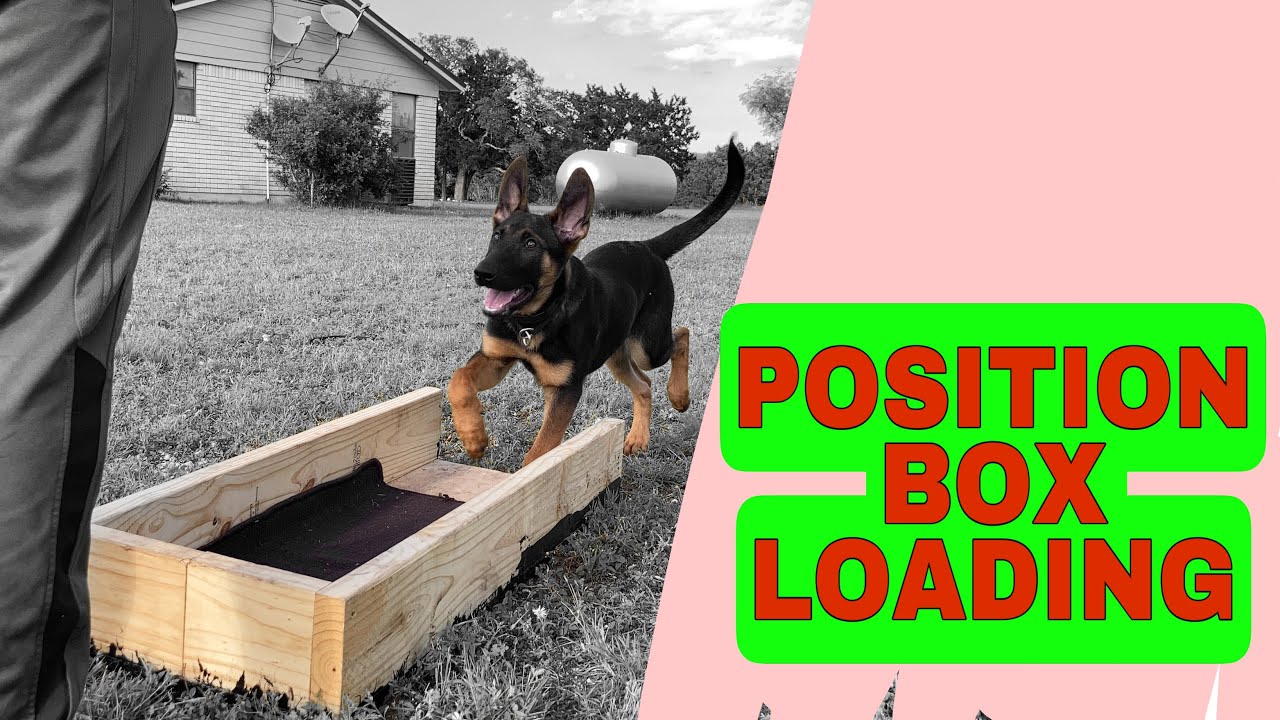 POSITION BOX LOADING with Puppy