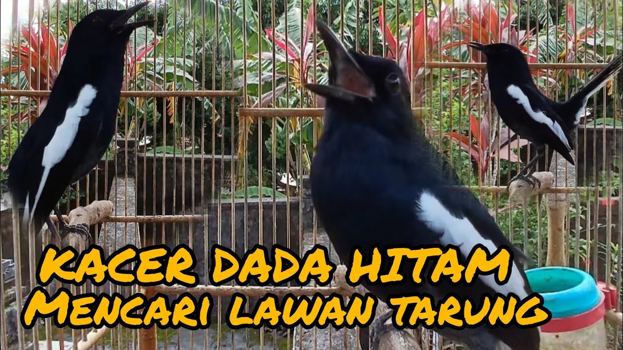 KACER DADA HITAM LAGI MENCARI LAWAN #kacerfighter #kacermania#kacerganas