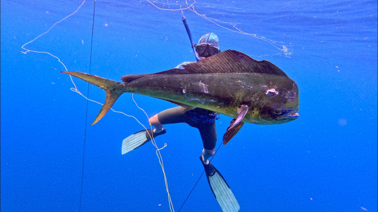 Spearfishing Mahi at the FADs on the Riffe euro reel speargun