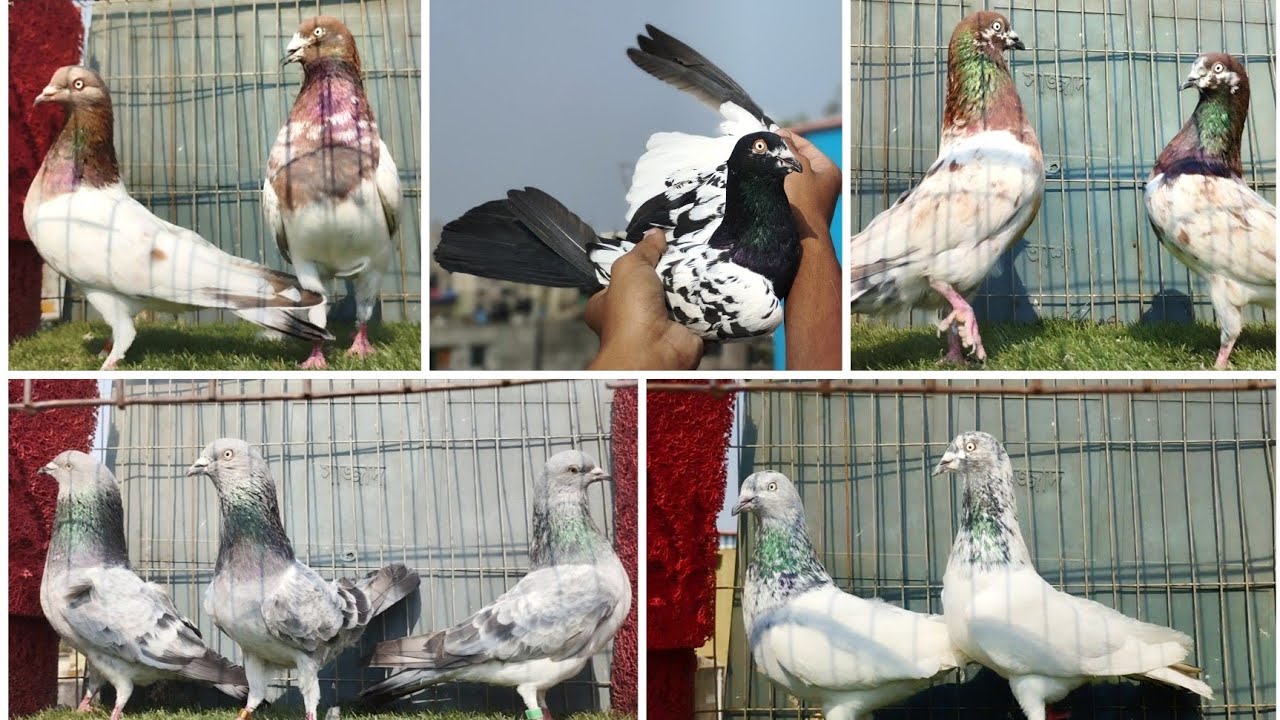 ছাড়াছাড়ি লাইনের বেস্ট অফ বেস্ট কবুতর কিনুন আজকের ভিডিওটা সম্পূর্ণ না দেখলে অনেক কিছু মিস করবেন 🕊️