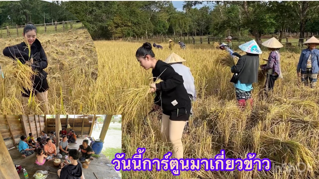 2 พฤศจิกายน ค.ศ. 2025 บรรยากาศเกี่ยวข้าวที่ทุ่งนาบ้านการ์ตูน
