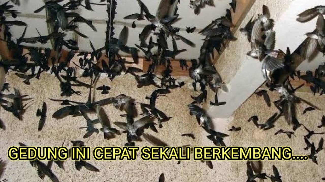 Dua JENIS Cara PEMASANGAN PAPAN SIRIP yang BENAR dan disukai BURUNG WALET