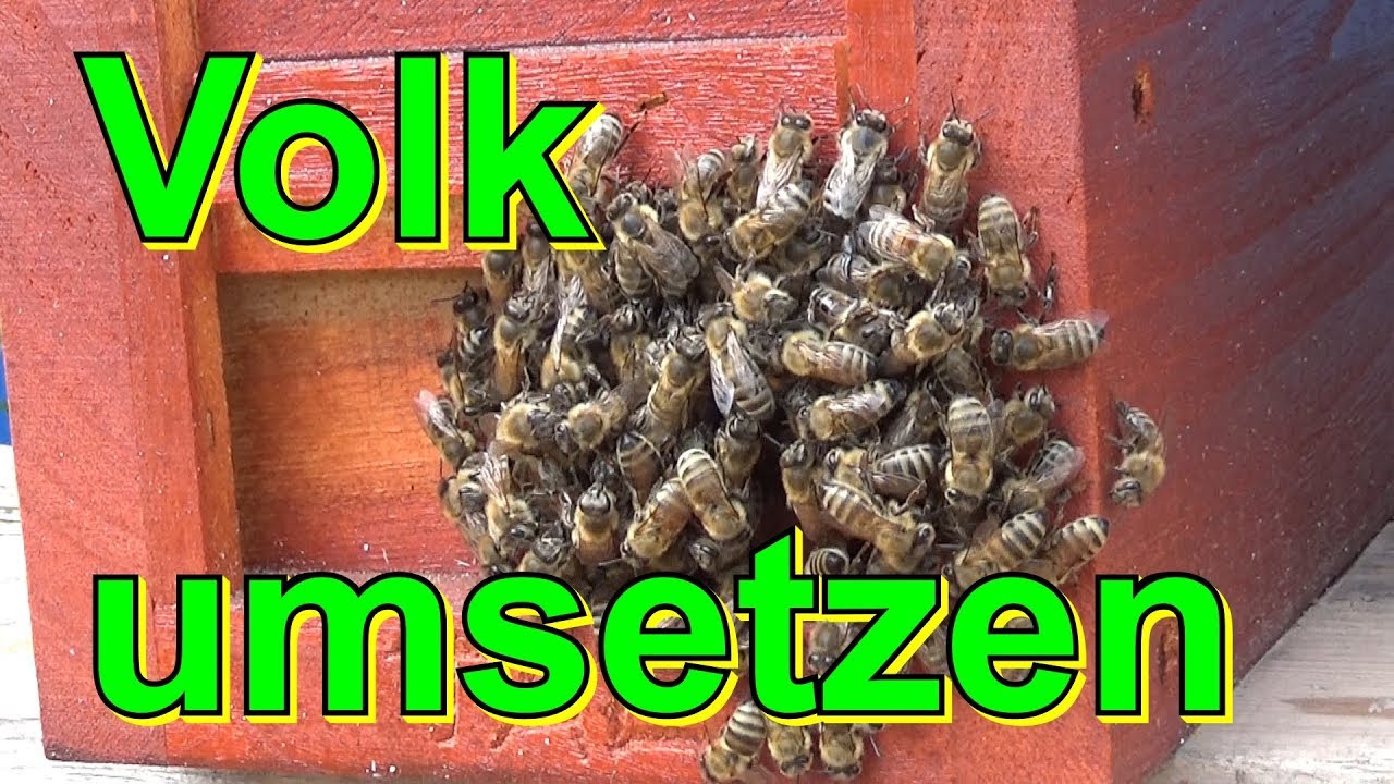 Volk umsetzen