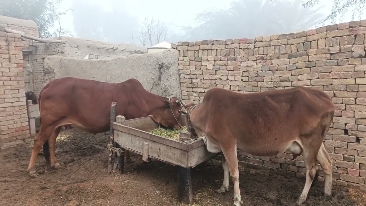 Sardi ki waja sy mal maveshi kamzoar ho gi ha. Vlog39
