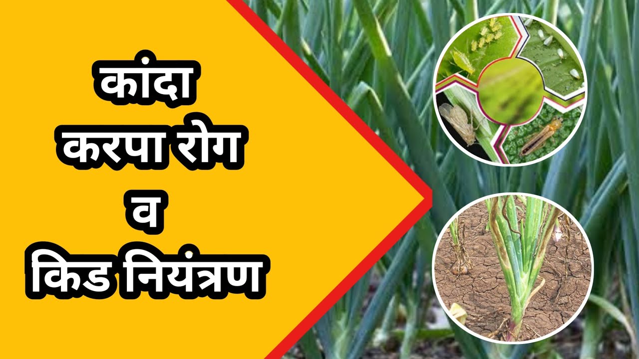 कांदा पिकातील करपा व किड रोग नियंत्रण फवारणी | Kanda karpa rog niyantran | Kanda kid niyantran 