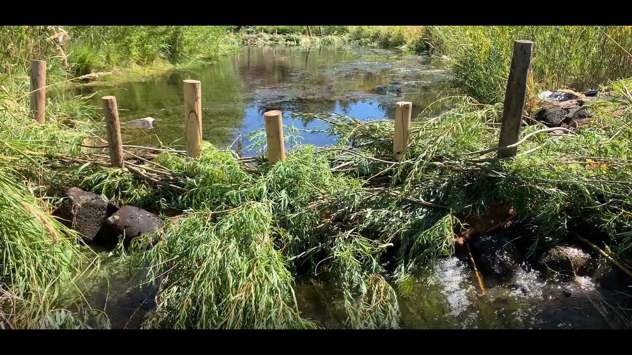 BDAs: Beaver Dam Analogs at the Swaner Preserve