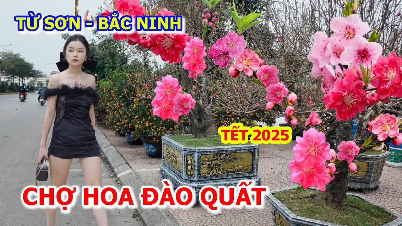 CHỢ HOA ĐÀO QUẤT TỪ SƠN BẮC NINH NĂM NAY NGHE CHỪNG VẪN YÊN ẮNG TẾT 2025