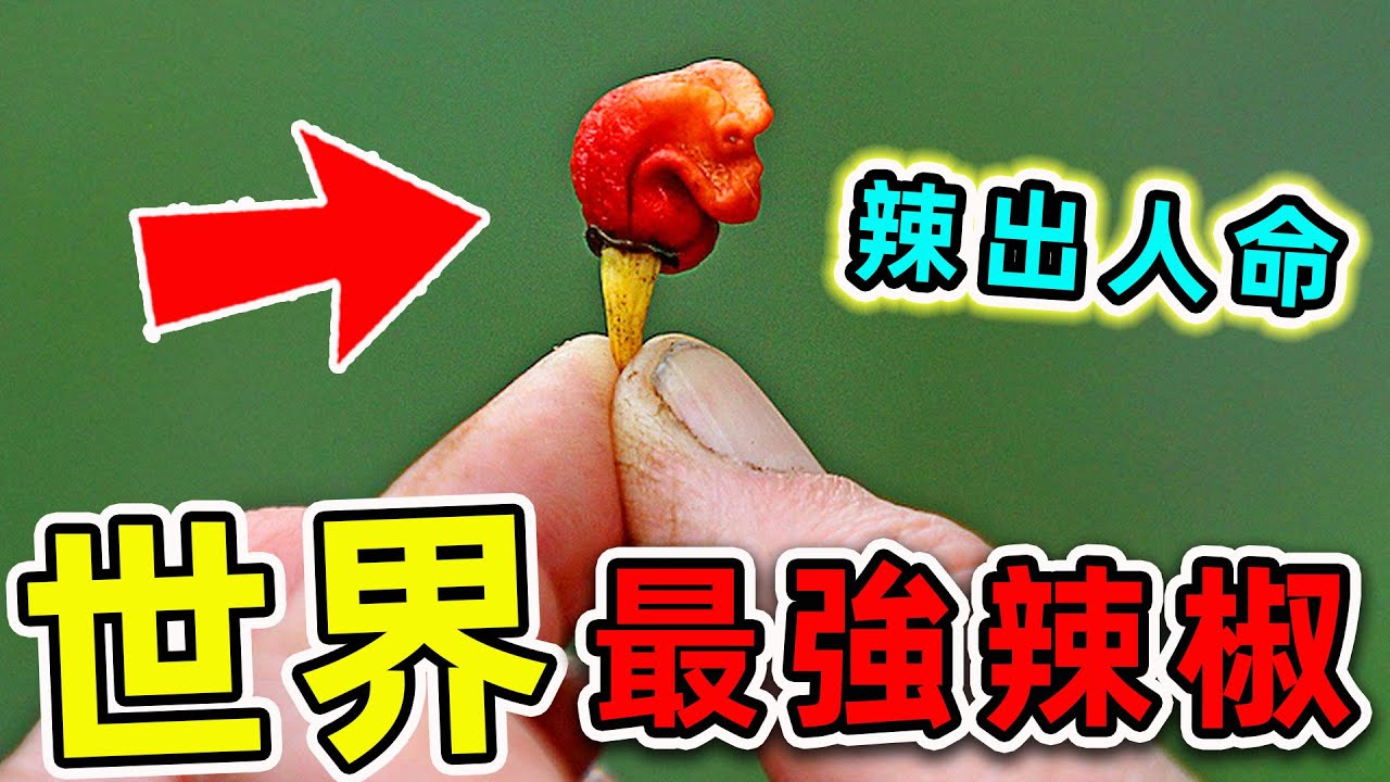 全世界最辣的10種辣椒！舔一舔就直接要命，第一名千万别碰！|#世界之最top #世界之最 #出類拔萃 #腦洞大開 #top10 #最辣辣椒 #世界最辣