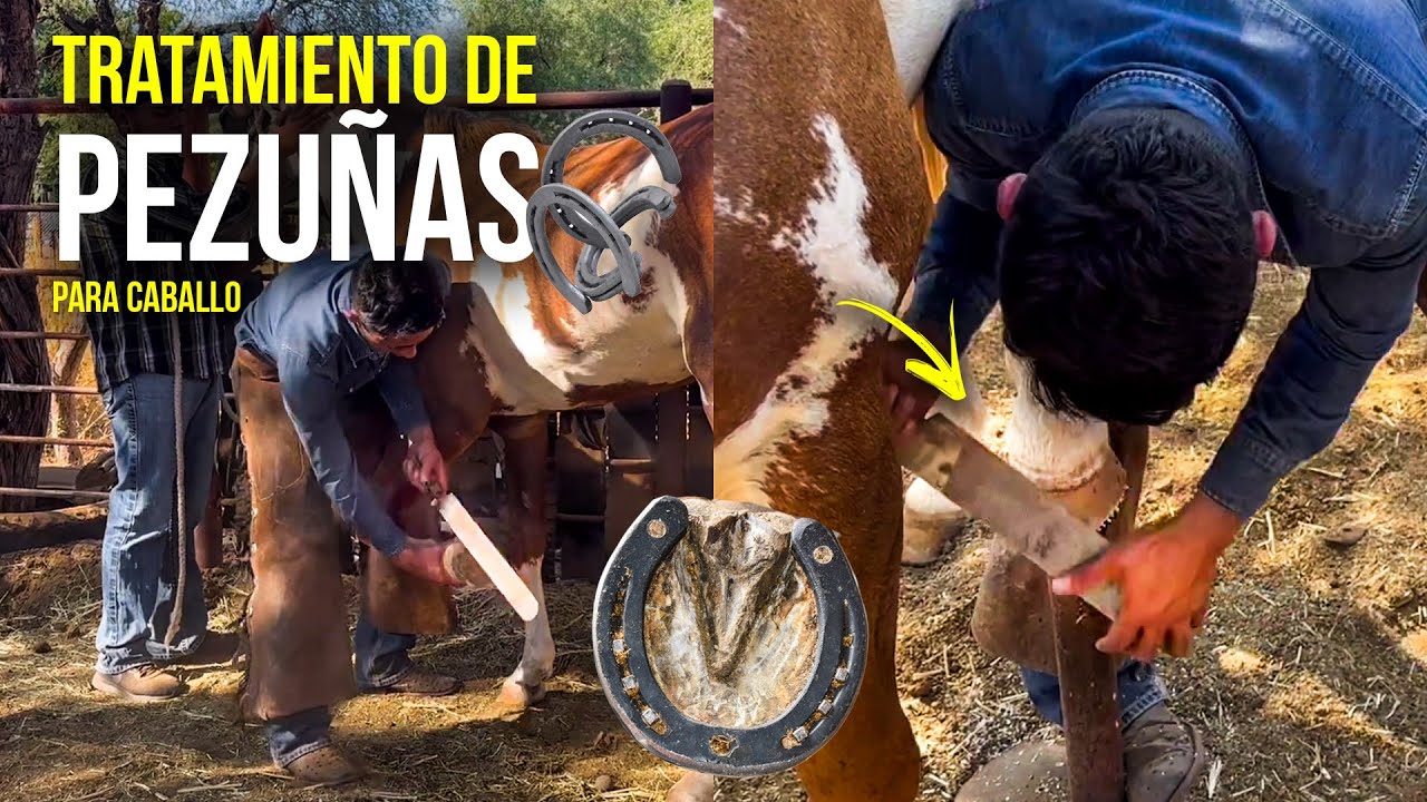 Así se cuida la PEZUÑA del caballo… | Lija y cambio de HERRADURA a la uña.