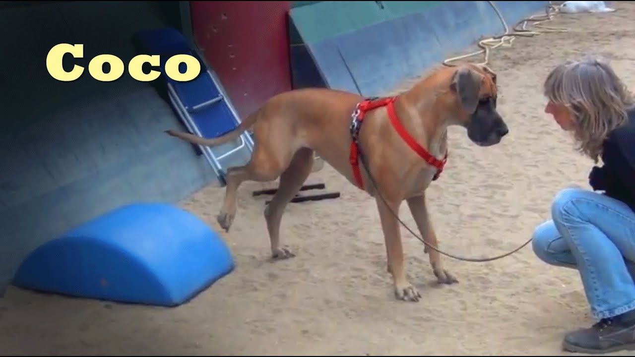 Coco the Great Dane- clicker dog training tricks
