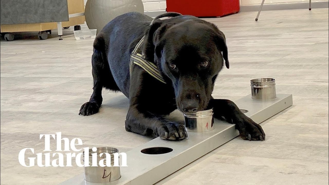 Sniffer dogs used to detect coronavirus in Helsinki airport as part of trial