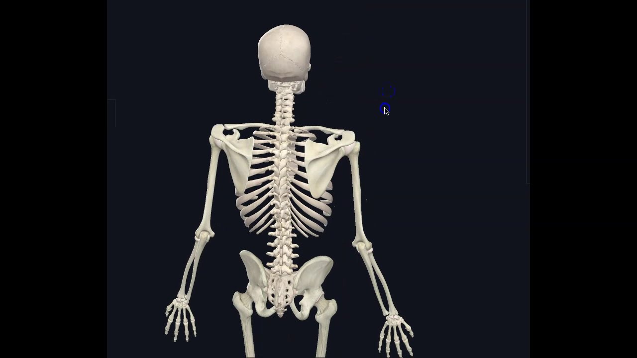 Humerus Anatomy
