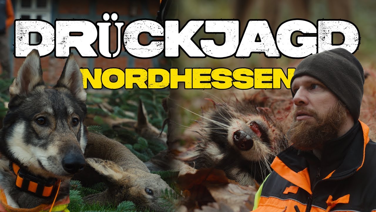 Drückjagd mit Aduro - Waschbärkampf in Nordhessen🦝