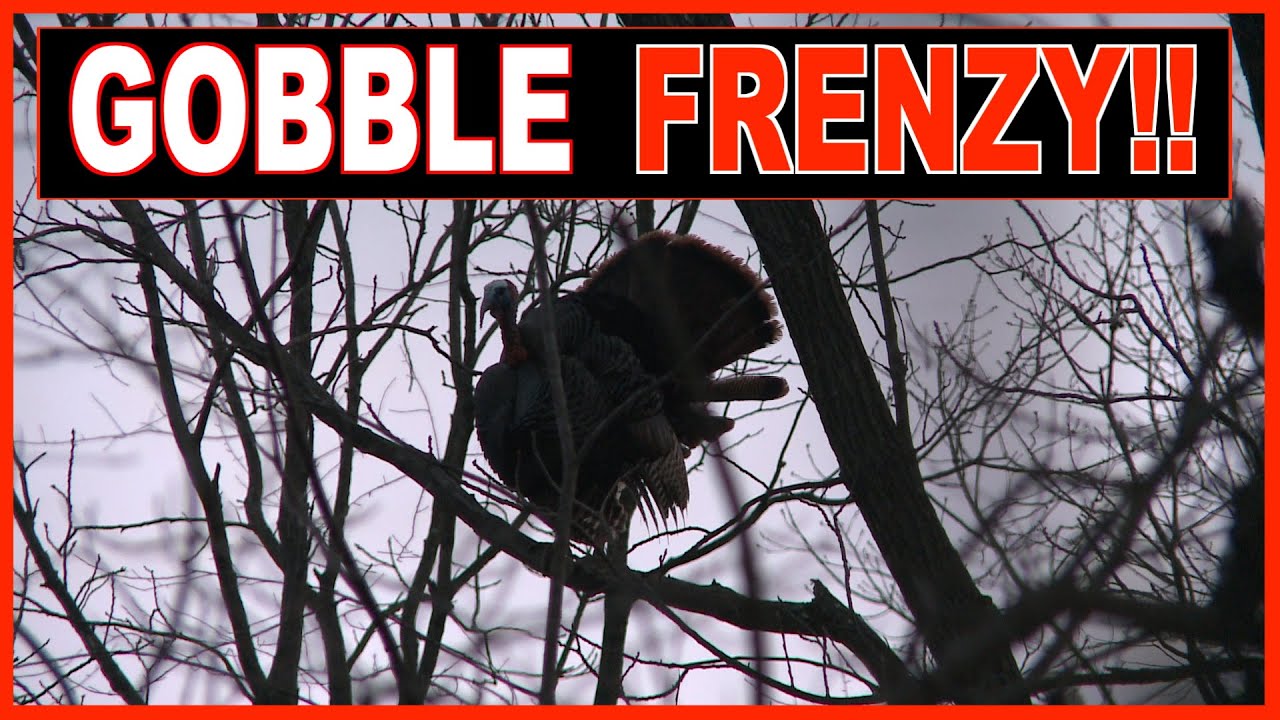 Ever hear a wild turkey gobble it's brains out? 