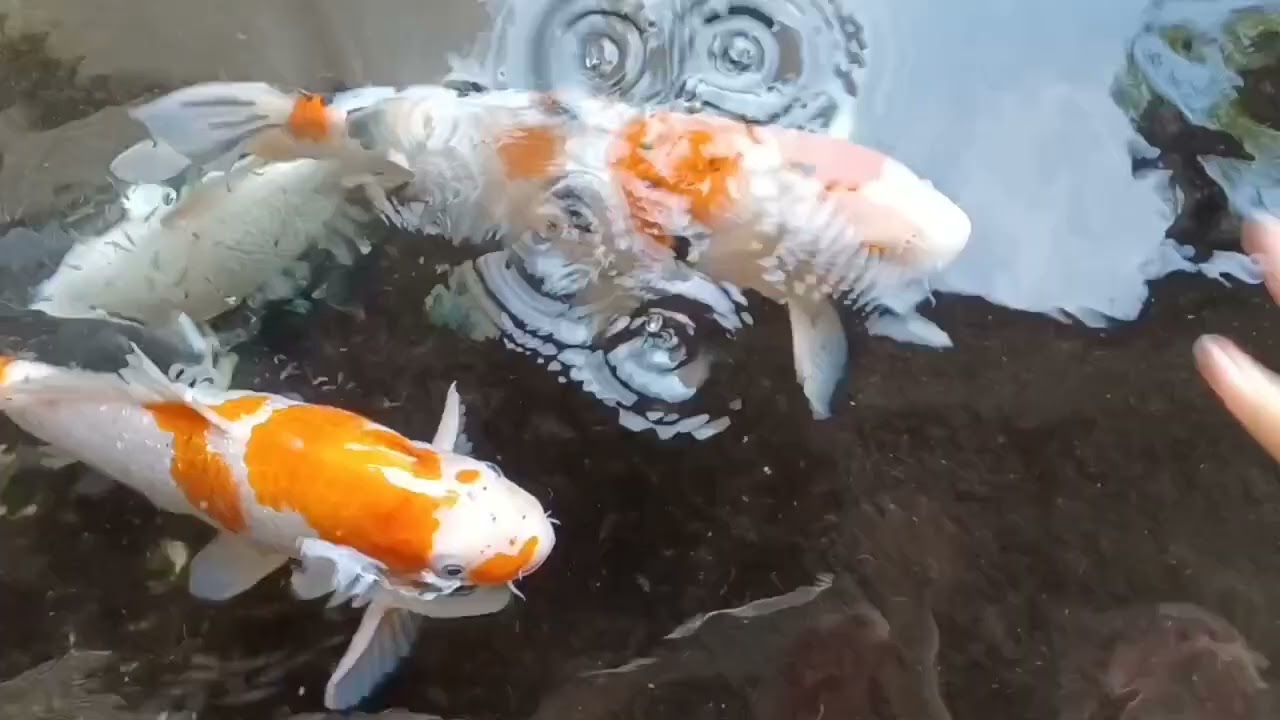 koi fish ng buhay mo   #lucky #koifish