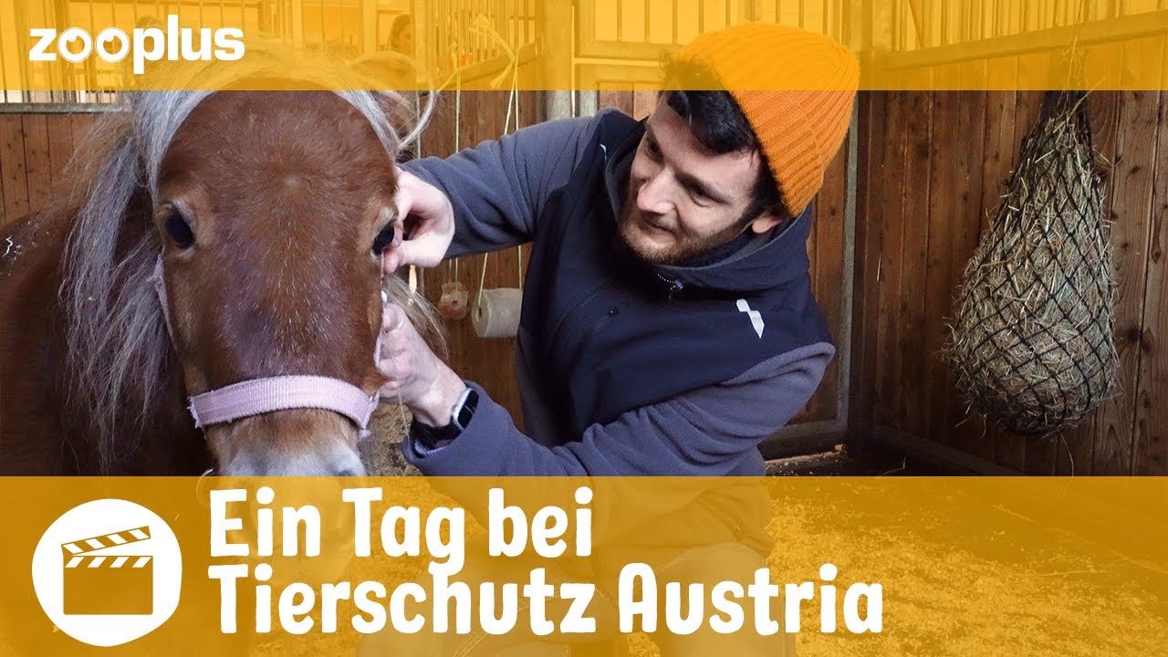 Tierschutz hautnah: Ein Tag bei Tierschutz Austria