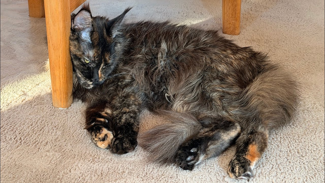 Out of power 😂 Nala Swedish Cat [ Maine coon ]