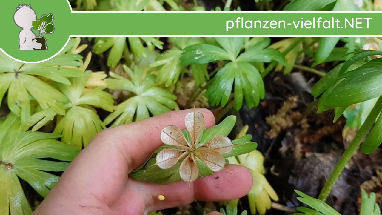 Winterling - Samen (reife Fr&uuml;chte) - 26.04.18 (Eranthis hyemalis) - giftige Wildpflanzen bestimmen